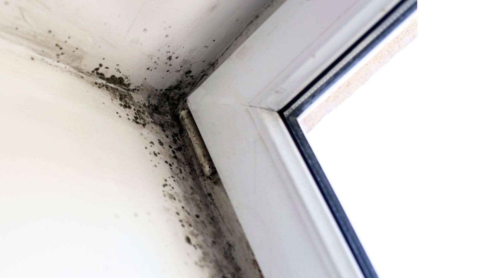 Mold growing on the walls near a doorframe